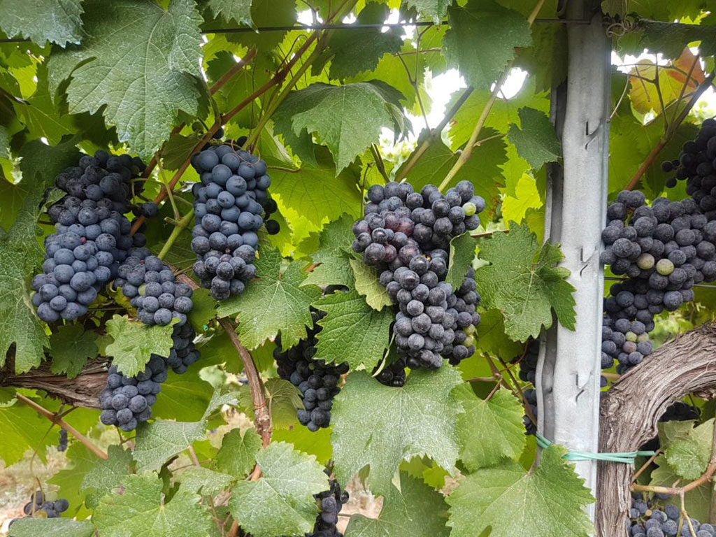 Aspettando la vendemmia 2017