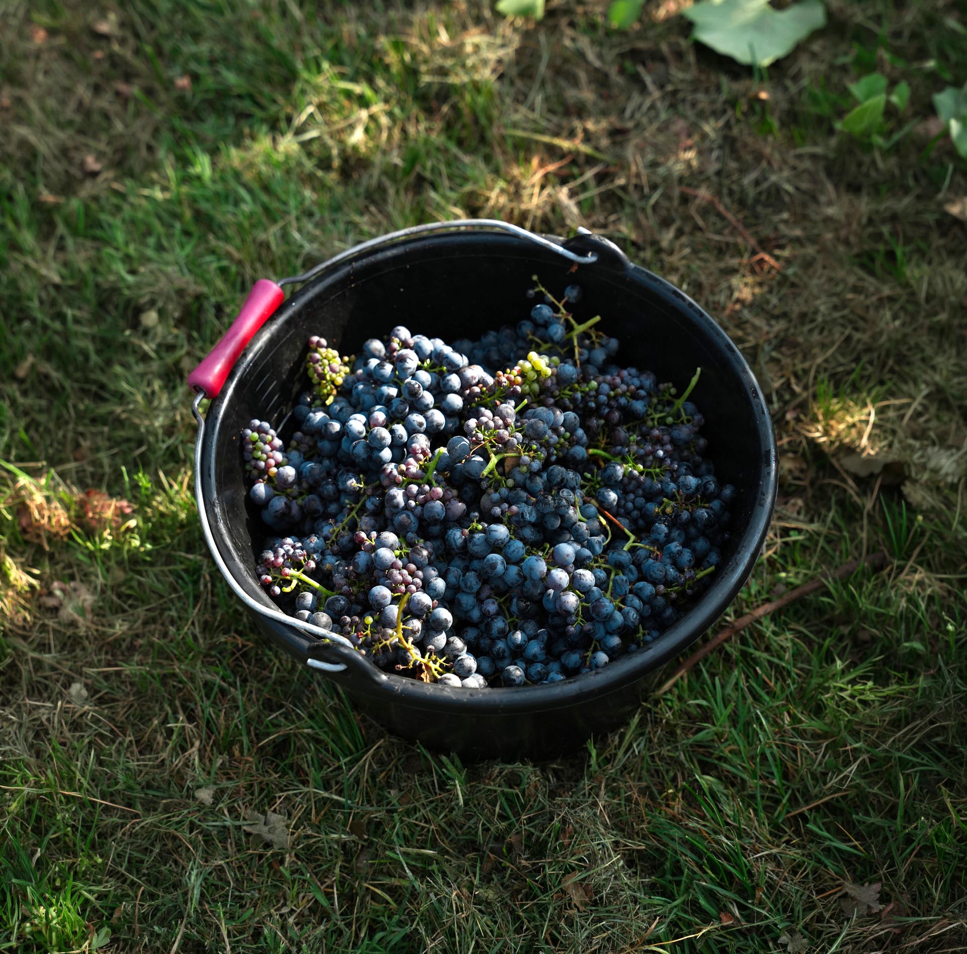 Vermut di Sorbara e Grappa