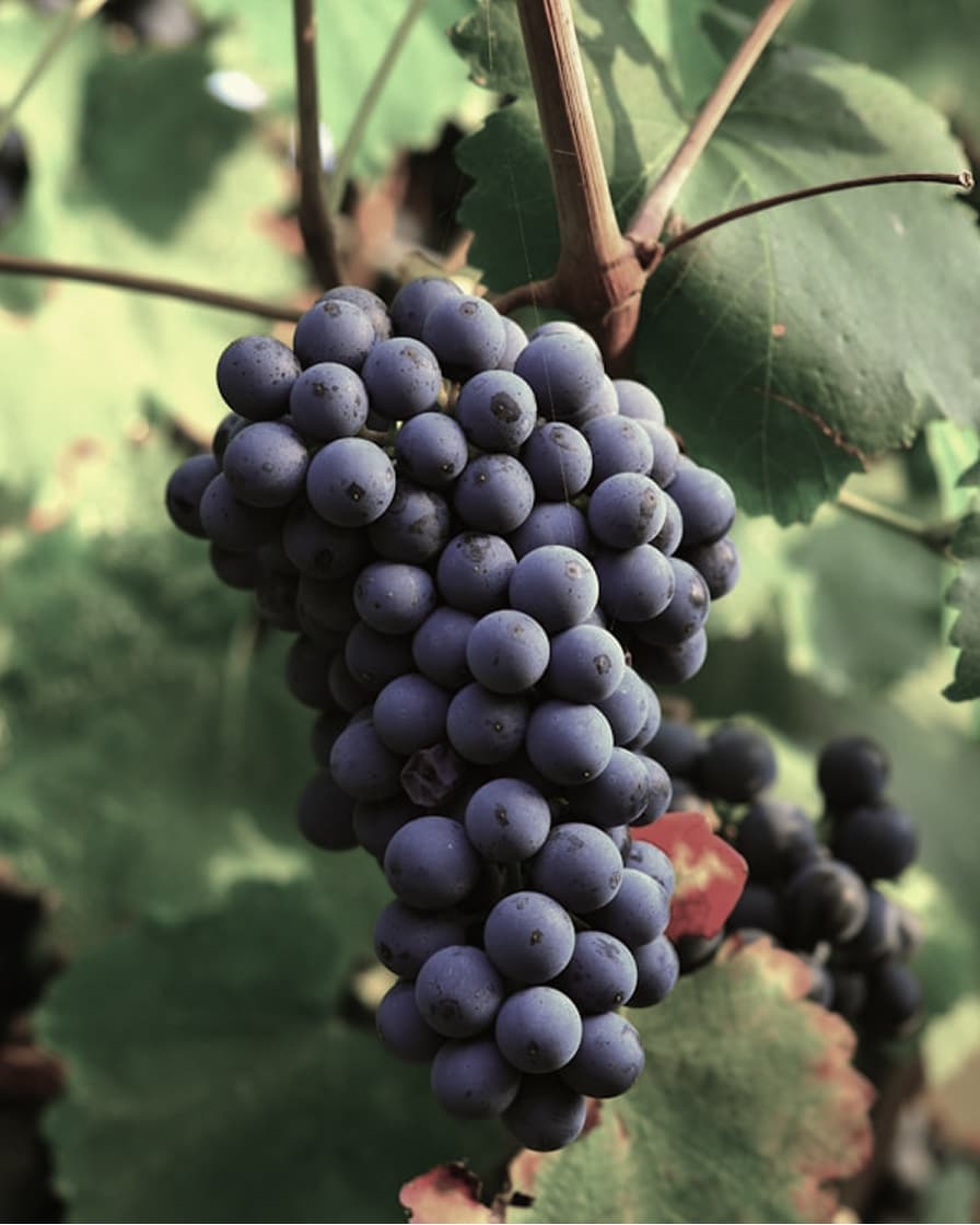 Aceto Balsamico e Saba