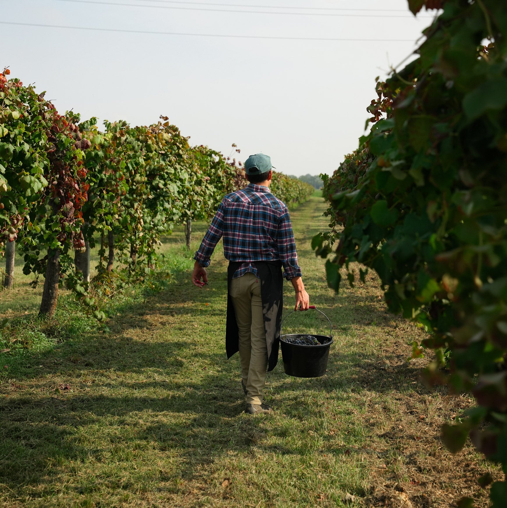 Lambrusco di Sorbara DOC e Salamino