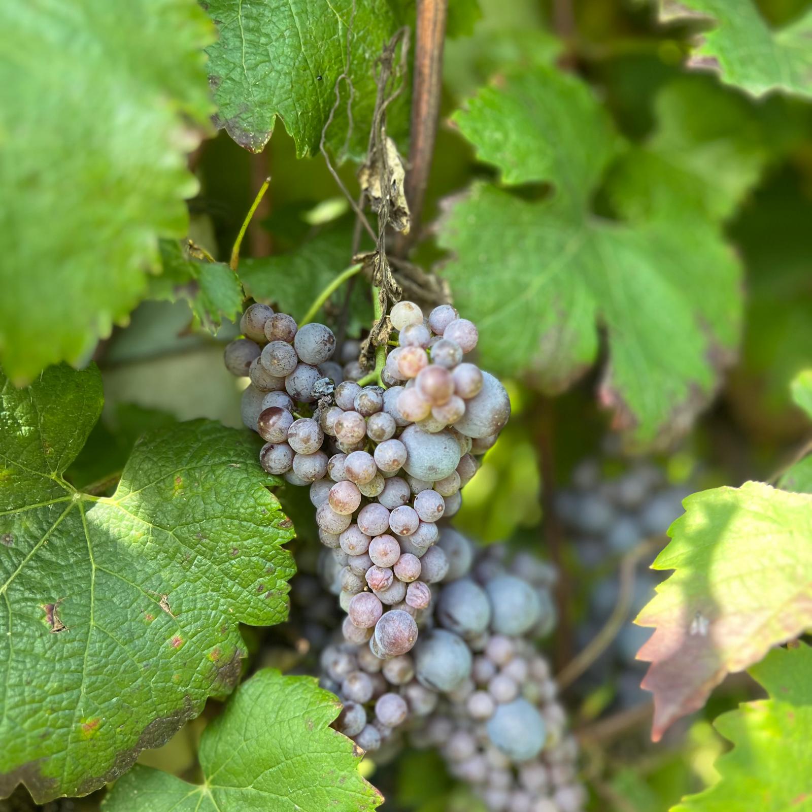 WhatsApp Image 2025-02-25 at 6.01.45 PM